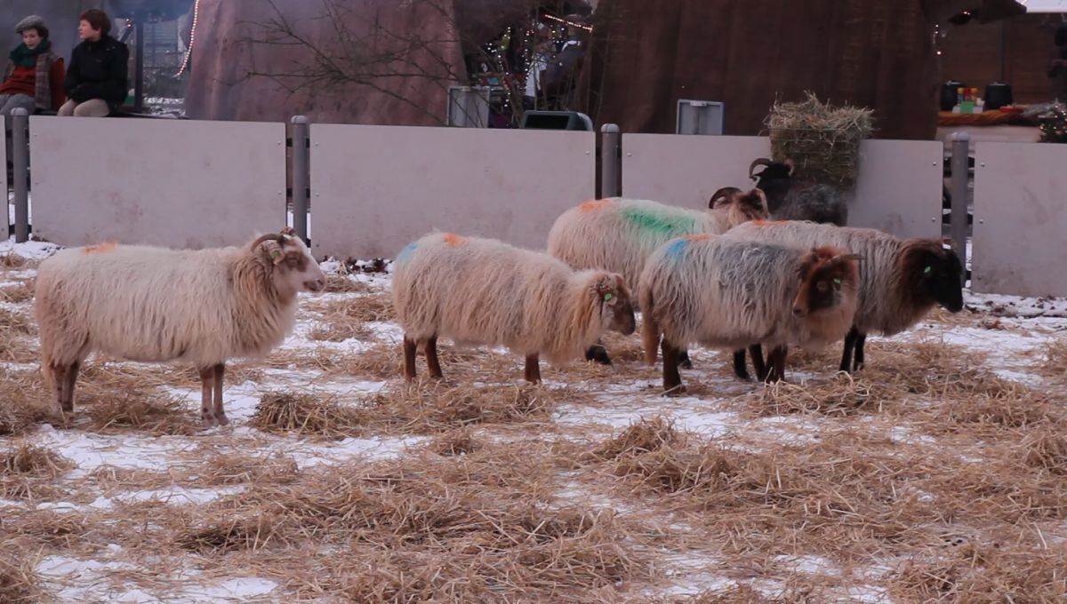 vlcsnap 2012 12 08 18h35m20s184