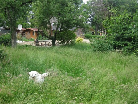Fitou in Eext Fitou vindt het hoge gras in de tuin gewéldig.